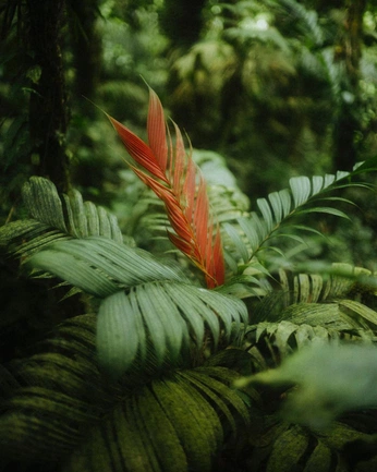 A cover of "Blossom park" cluster. The owner is alecuentas. The cluster description is "teopicalblessing ". The cluster consists of 42 elements.