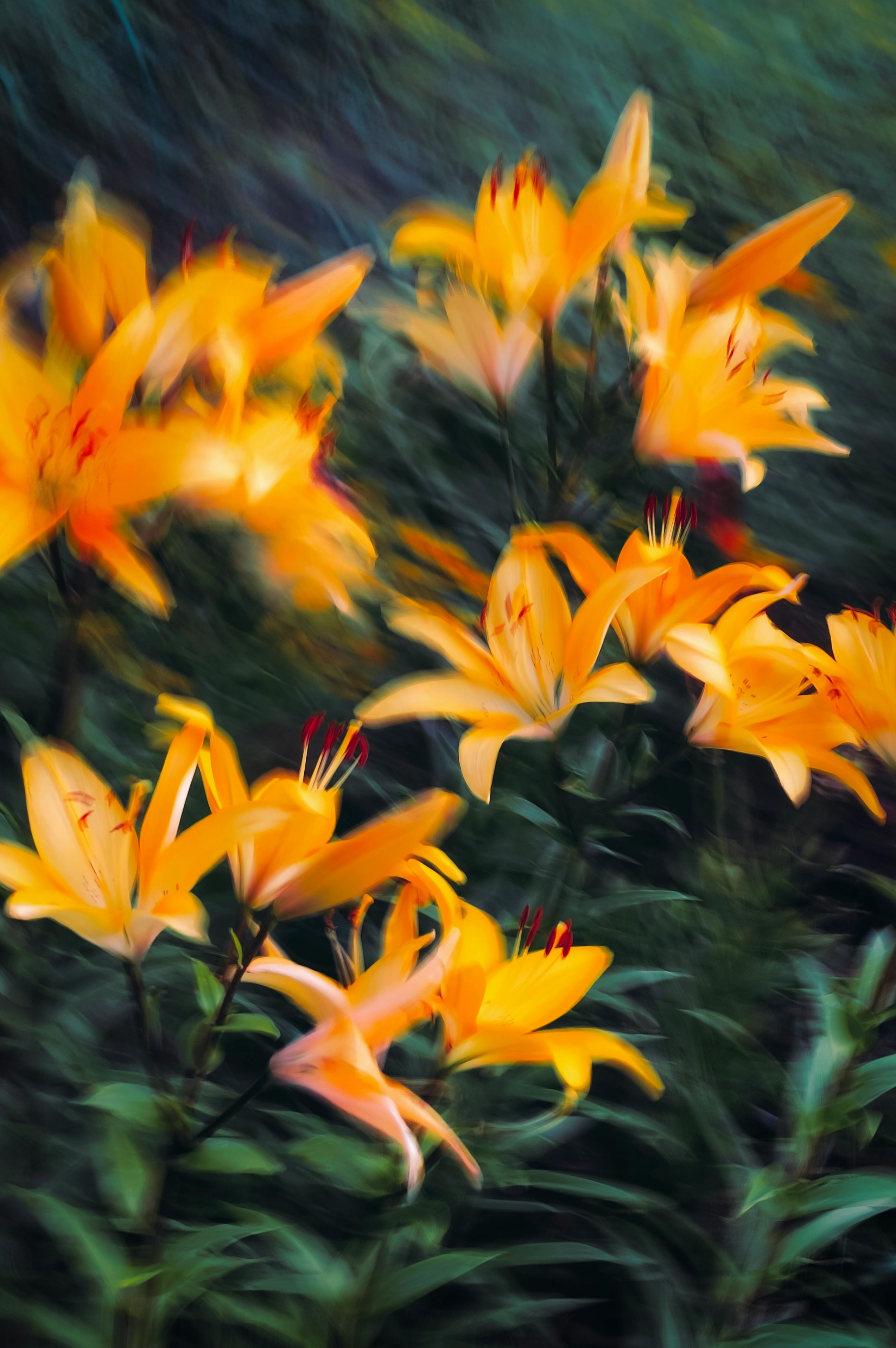 Lilium flowers photographed by Eugene Golovesov.