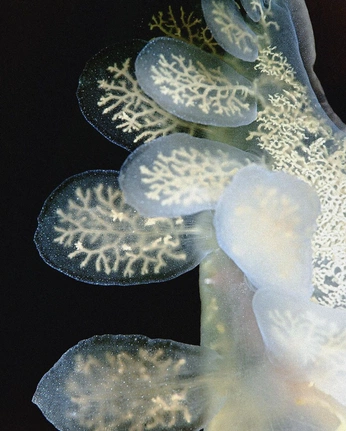 A cover of "fragile" cluster. The owner is gelle. The cluster consists of 47 elements.