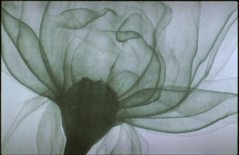 A cover of "Aksakov" cluster. The owner is sargiskudeyan. The cluster consists of 34 elements.