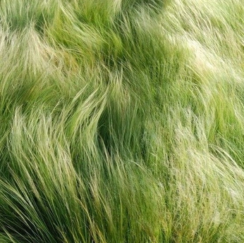 A cover of "eat your greens" cluster. The owner is gabykfg. The cluster consists of 22 elements.