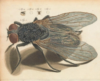 A cover of "Comstock Insects" cluster. The owner is storiedsoul. The cluster consists of 7 elements.