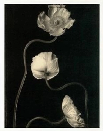 A cover of "projet octobre rose" cluster. The owner is noecab. The cluster consists of 2 elements.