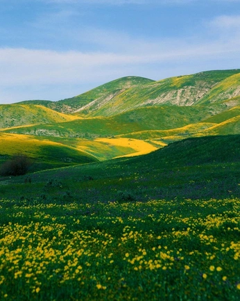 A cover of "poppies" cluster. The owner is selinoner. The cluster consists of 13 elements.