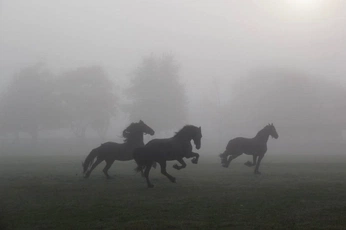 A cover of "Code 11/Creatures" cluster. The owner is helloitsyok. The cluster consists of 61 elements.