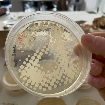 A cover of "MICRO-ORGANISM" cluster. The owner is admjewelry. The cluster consists of 25 elements.