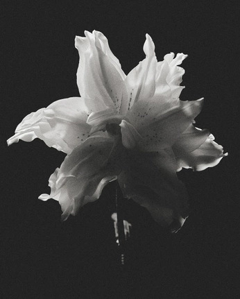 A cover of "Black" cluster. The owner is tomassanmartin. The cluster consists of 1 element.