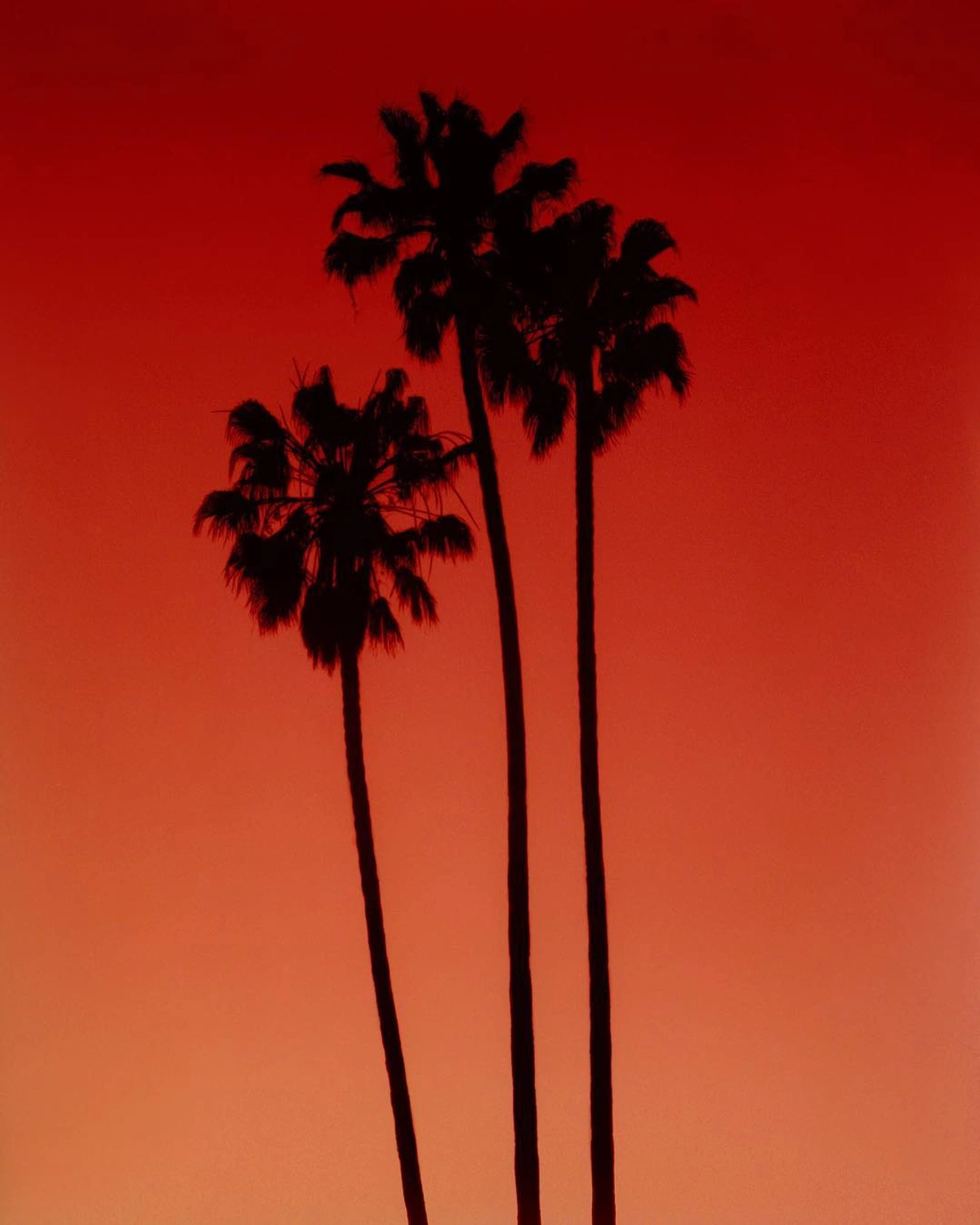Palm trees shot in Los Angeles