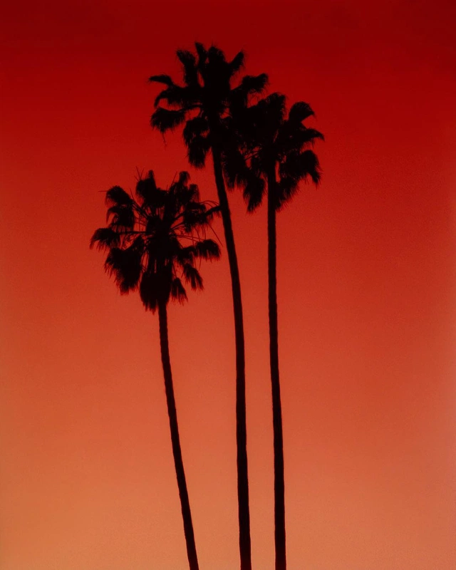 Palm trees shot in Los Angeles