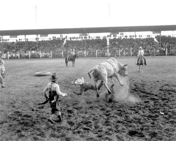 A cover of "wild photos" cluster. The owner is doodleshoog. The cluster consists of 3 elements.