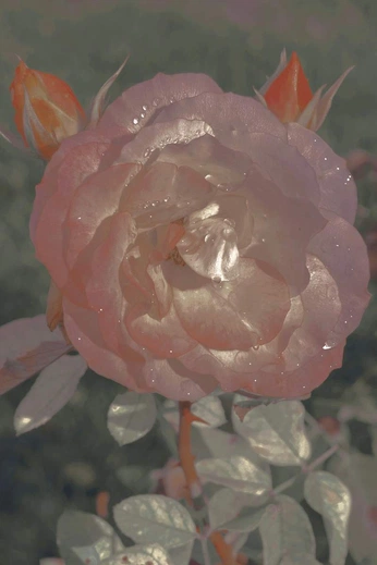 A cover of "rapunzel" cluster. The owner is ghostorchid. The cluster consists of 212 elements.