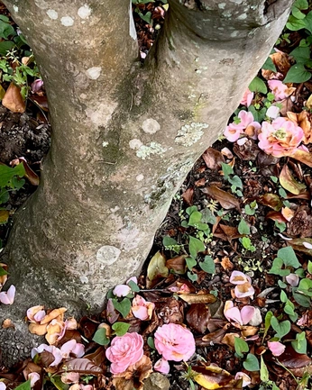 A cover of "Spring" cluster. The owner is natali222. The cluster consists of 7 elements.