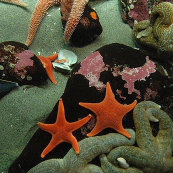 A cover of "Cooleurs" cluster. The owner is demars. The cluster consists of 7 elements.