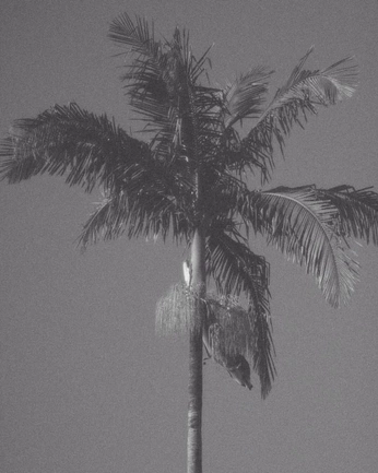 A cover of "TIMES NATURE" cluster. The owner is indidz. The cluster consists of 10 elements.