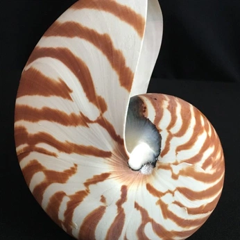 A cover of "Li (理)" cluster. The owner is karolmajewski. The cluster consists of 30 elements.