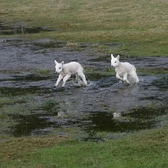 A cover of "M: Moodboard" cluster. The owner is ikigaiair. The cluster consists of 18 elements.