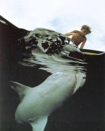 A cover of "SKOOL SHARK" cluster. The owner is indidz. The cluster consists of 12 elements.