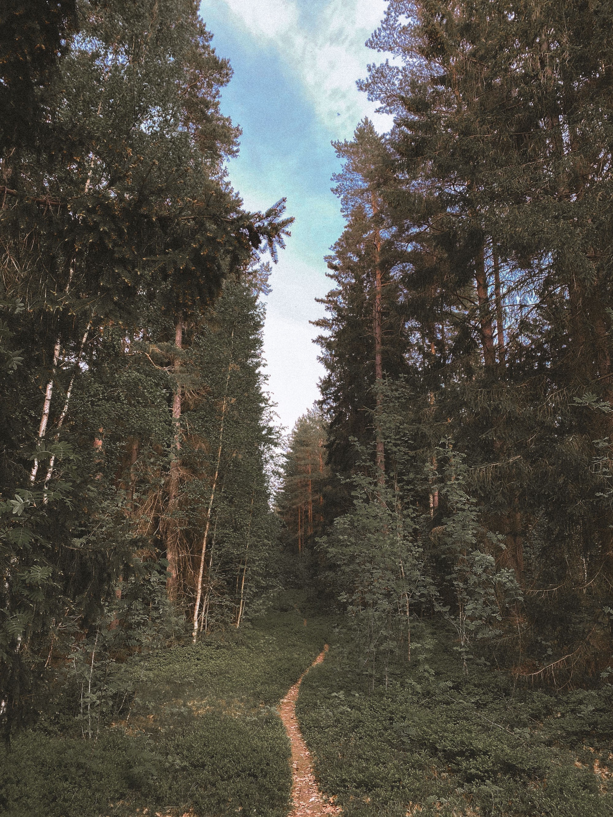 An image added by klarafoldys on Jan 16, 2024. May present: tints and shades, trunk, plant, cloud, sky.