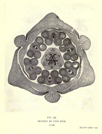 A cover of "Disections" cluster. The owner is metaphordesign. The cluster consists of 12 elements.