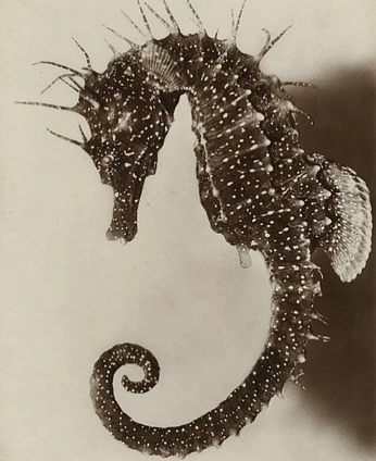 A cover of "Cordados malucos" cluster. The owner is pewlycosidae. The cluster consists of 1 element.