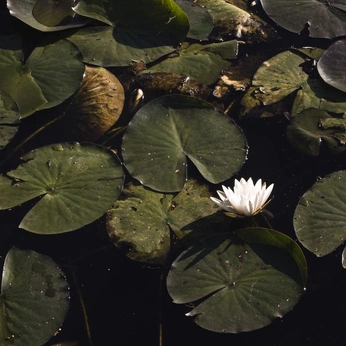 A cover of "Nature" cluster. The owner is cheekybear. The cluster consists of 13 elements.