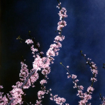 A cover of "[001] RELEASE*" cluster. The owner is theoz. The cluster consists of 96 elements.