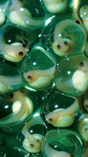 A cover of "Fibbonaci" cluster. The owner is zackfletcher. The cluster consists of 6 elements.