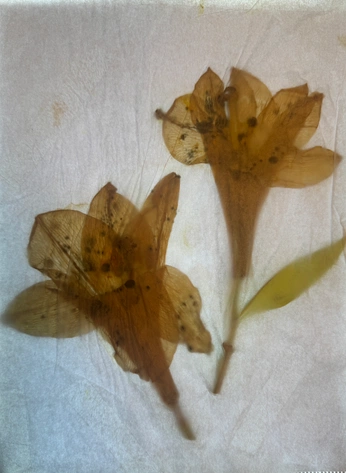 A cover of "Flowers" cluster. The owner is lexfino. The cluster consists of 39 elements.