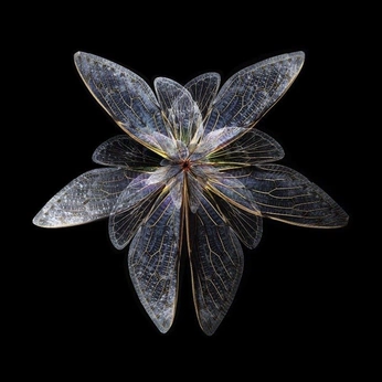 A cover of "Winged" cluster. The owner is margoteverline. The cluster consists of 34 elements.