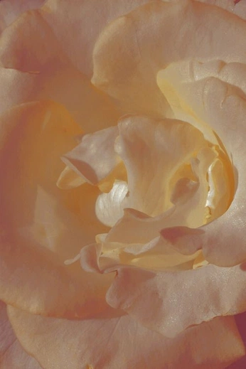 A cover of "wonu - fresh rose 26" cluster. The owner is kelsmoney. The cluster consists of 921 elements. 2 create it.