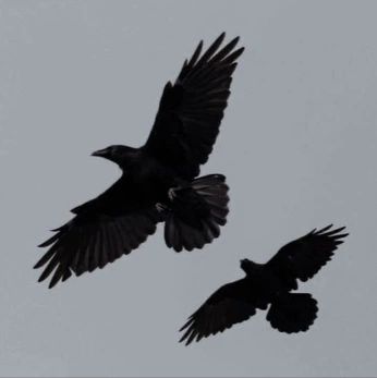 A cover of "Freedom" cluster. The owner is pviktorya. The cluster consists of 1 element.