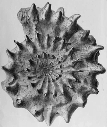 A cover of "Ammonite" cluster. The owner is rubiafurieri. The cluster consists of 13 elements.