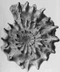 Cover of Ammonite cluster