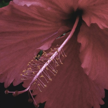 A cover of "Lagoona" cluster. The owner is palomagolf. The cluster consists of 39 elements.