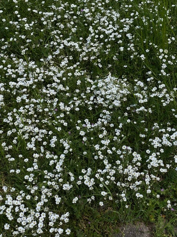 A cover of "nature" cluster. The owner is finalcowboy. The cluster consists of 1 element.