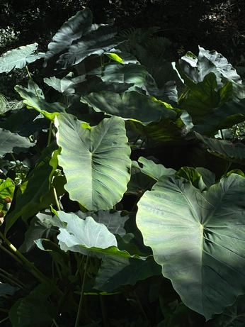 A cover of "Philodendros" cluster. The owner is danibarrap. The cluster consists of 27 elements.