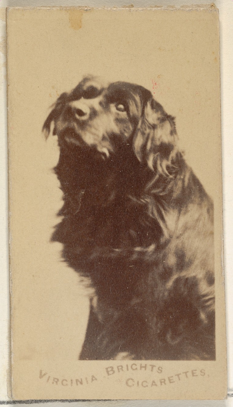 From the Dogs series (N47) for Virginia Brights Cigarettes