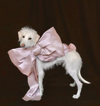 A cover of "creatures in costume" cluster. The owner is liyv. The cluster consists of 110 elements.