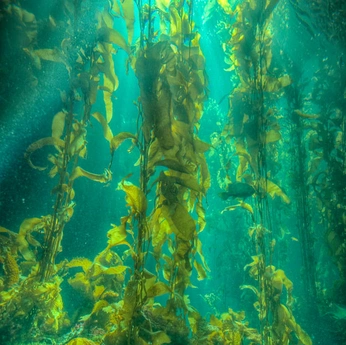 A cover of "paradise" cluster. The owner is ediekeats. The cluster consists of 9 elements.