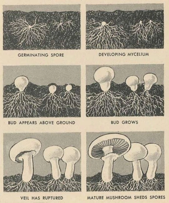 A cover of "a shortcut to mushrooms" cluster. The owner is withthecassette. The cluster consists of 7 elements.