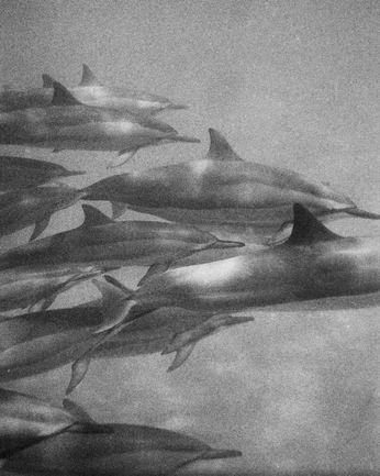 A cover of "life" cluster. The owner is starlighty. The cluster consists of 20 elements.