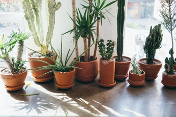 A cover of "Plants" cluster. The owner is joshgaal. The cluster consists of 1 element.