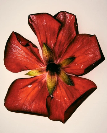 A cover of "plant matter" cluster. The owner is veinbreach. The cluster consists of 14 elements.