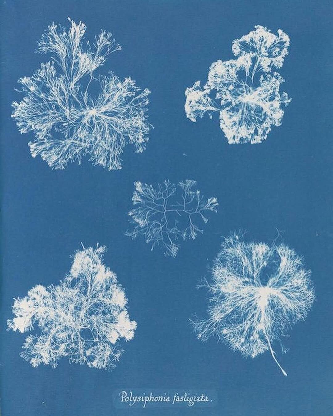 An Instagram carousel post added by ch1p666 on Mar 17, 2025. The author is @publicdomainrev.