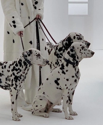 A cover of "Not for the treats" cluster. The owner is designbyparts. The cluster consists of 72 elements.