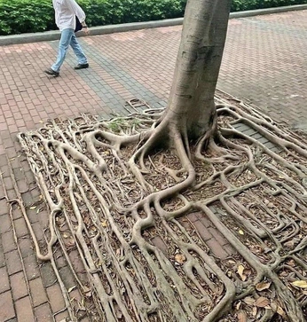 A cover of "nature" cluster. The owner is noraaelise. The cluster consists of 2 elements.