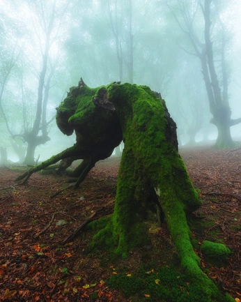 A cover of "Creatures" cluster. The owner is kcaokim. The cluster consists of 4 elements.