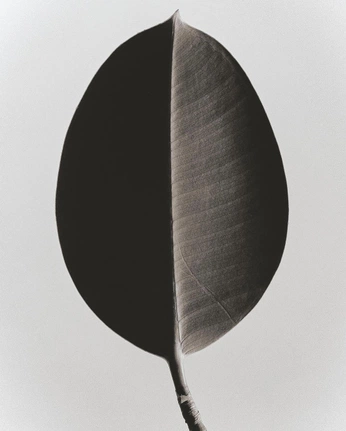 A cover of "plants" cluster. The owner is dgstudio. The cluster consists of 4 elements.