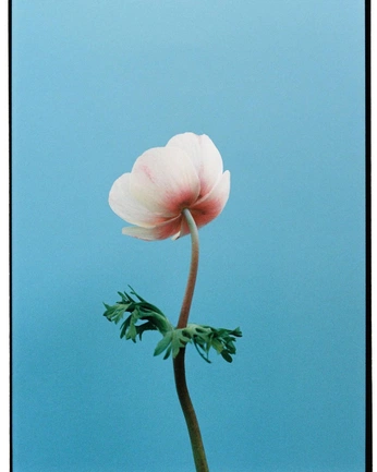 A cover of "Flowers" cluster. The owner is luizasantosm. The cluster consists of 26 elements.