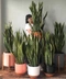 Cover of snake plant... cluster